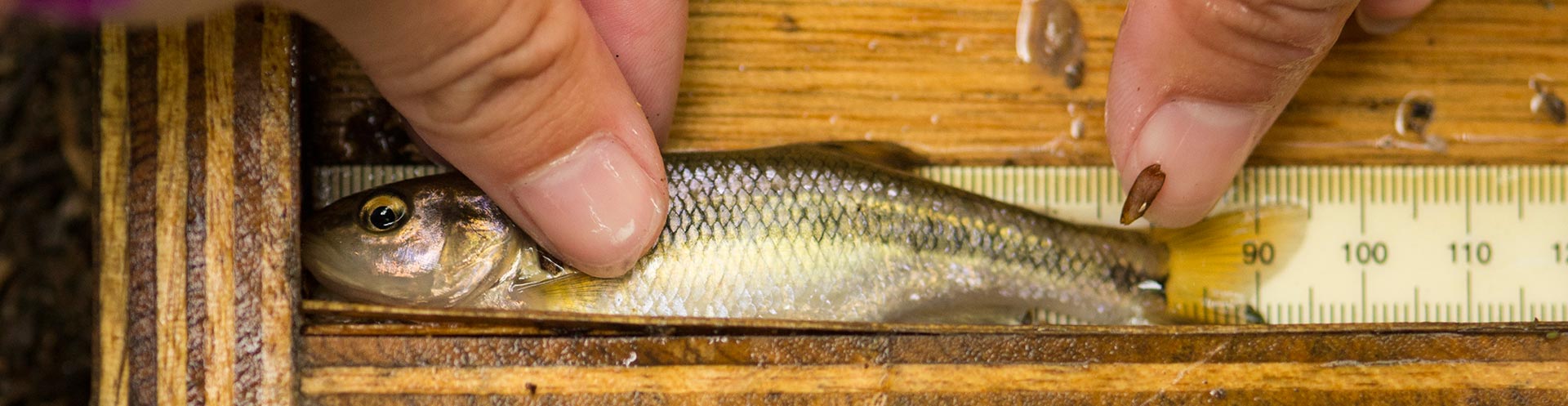 Photo of a fish being measured at Raccoon Creek in Georgia